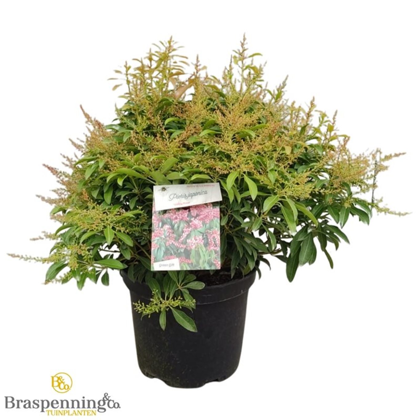 Pieris jap. 'Valley Rose' - C10 40-50 CM
